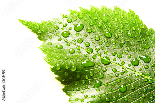 Photo: Image of green leaf with drops of water over white closeup Image of green leaf with drops of water over white closeup
