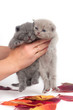 Small gray kittens