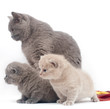 Small British kittens and cat