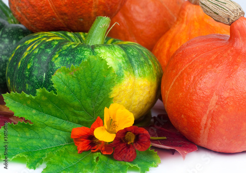 Foto: Green and orange pumpkin Green and orange pumpkin