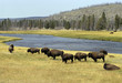 Bison d'Amérique; Parc national Yellowstone; Etas Unis Bison d'Amérique; Parc national Yellowstone; Etas Unis