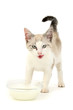 Kitten milk