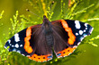 Red Admiral (Vanessa Atalanta)