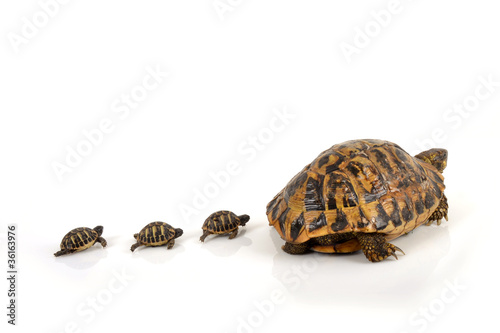 Photo: Tortue Hermann suivie de 3 bébés tortue Tortue Hermann suivie de 3 bébés tortue