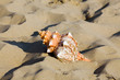 Meer und Sandstrand mit Muschel Meer und Sandstrand mit Muschel