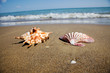 Meer und Sandstrand mit Muschel Meer und Sandstrand mit Muschel