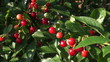Ripe cherry