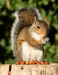 Grey Squirrel eating Hazelnuts