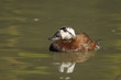 White-headed Duck , Oxyura leucocephala