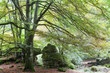 Bosque a principios de otoño Bosque a principios de otoño