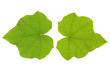 Jatropha Grün