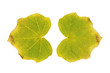 Jatropha verwelkt
