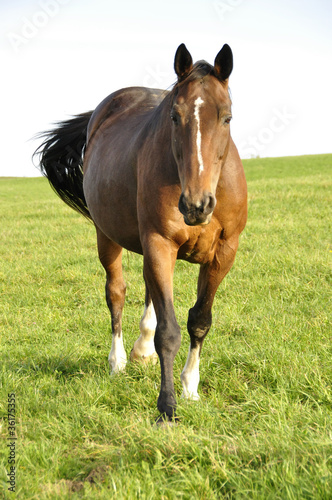 Photo: Cheval Cheval