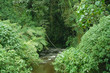 Bwindi Impenetrable Forest in Uganda