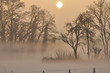 Winter im Nebel
