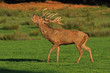 Cerf bramant