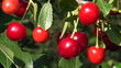 Ripe cherries on a tree with leaves