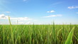Video: Green field and sky blue with white cloud. Loop Green field and sky blue with white cloud. Loop