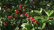 Ripe cherries on a tree with leaves