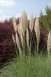 Pampasgras - Cortaderia selloana