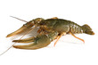 Crayfish on white background