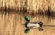 Colvert
