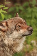 loup portrait