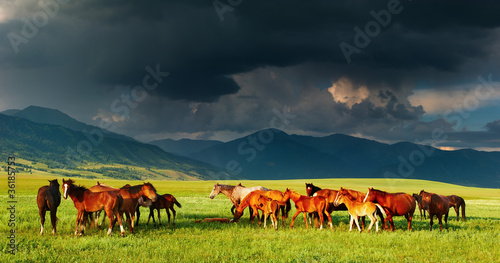Photo: Mountain landscape with horses Mountain landscape with horses