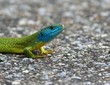 lezard vert