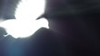 Video: flying dove with clouds and sunrays on isolate black flying dove with clouds and sunrays on isolate black