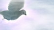 flying dove with clouds and sunrays flying dove with clouds and sunrays