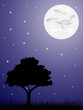 moonlight
