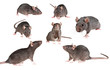 mouse collection