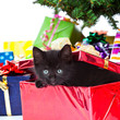 kitten sitting inside of a christmas gift