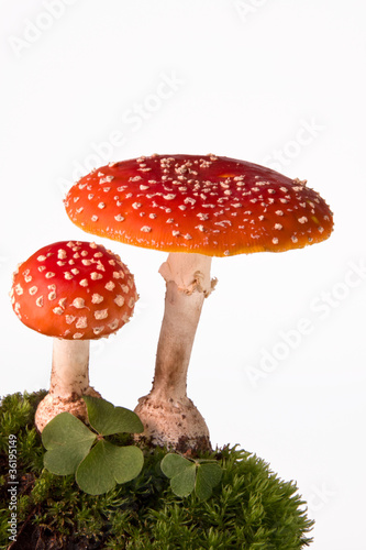 Foto: Glückspilze Glückspilze