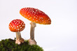 Foto: Fliegenpilze Fliegenpilze