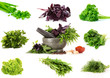 Photo: collage of culinary greens. isolated on white collage of culinary greens. isolated on white