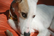 galgo