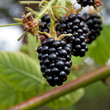 Brombeeren