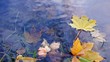Опавшие осенние листья на воде Опавшие осенние листья на воде
