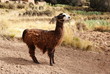 Lama