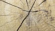 log stump