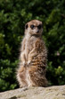 Meerkat