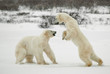 Fighting polar bears.