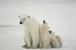 Polar she-bear with cubs.