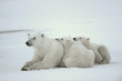 Polar she-bear with cubs.