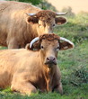 Vaches