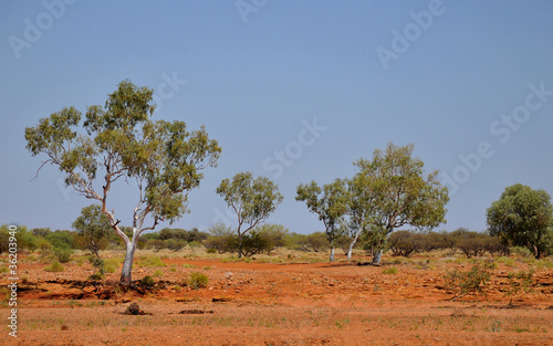 Photo: Eucalyptus australien Eucalyptus australien