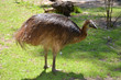 young cassowary