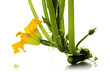 marrow plant over white background..